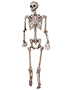 Halloween Costumes SE18724 Unisex   Skeleton Poseable