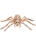Halloween Costumes SE18215 Unisex Spider Skeleton